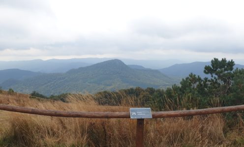 Tarnica (1 346 m n.p.m.)